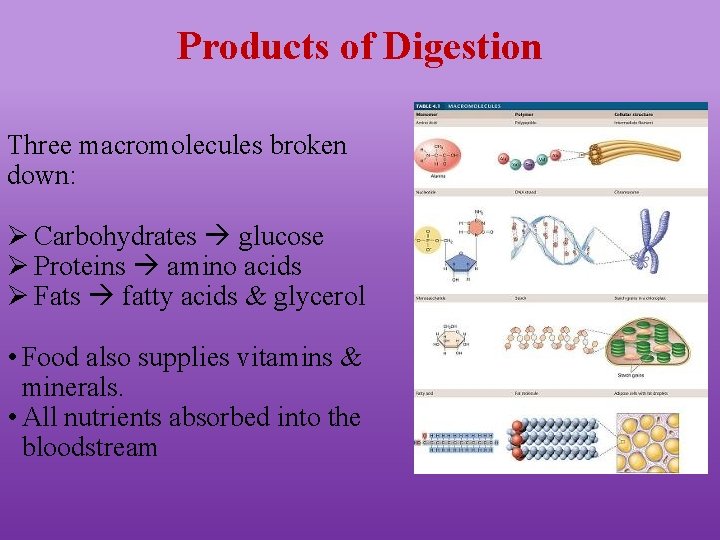 Products of Digestion Three macromolecules broken down: Ø Carbohydrates glucose Ø Proteins amino acids