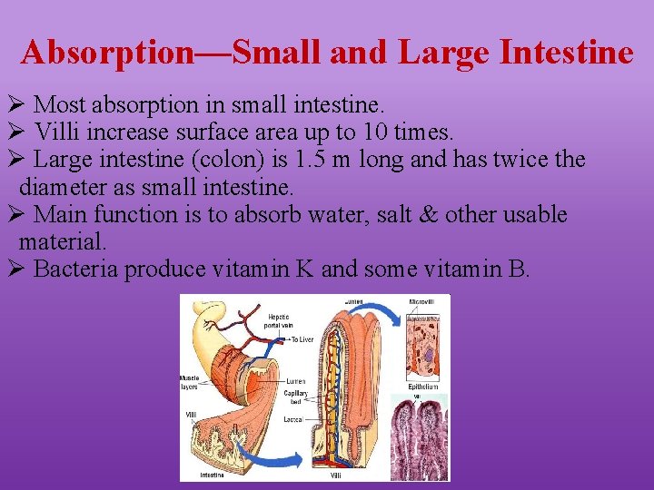 Absorption—Small and Large Intestine Ø Most absorption in small intestine. Ø Villi increase surface