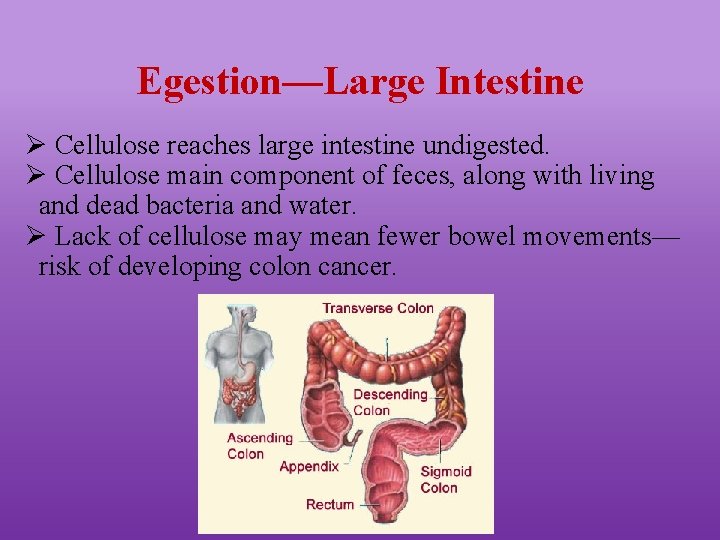 Egestion—Large Intestine Ø Cellulose reaches large intestine undigested. Ø Cellulose main component of feces,