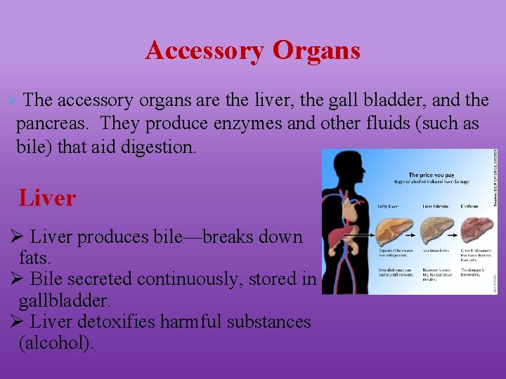 Accessory Organs Ø The accessory organs are the liver, the gall bladder, and the