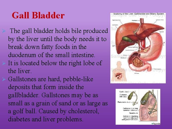 Gall Bladder Ø The gall bladder holds bile produced by the liver until the
