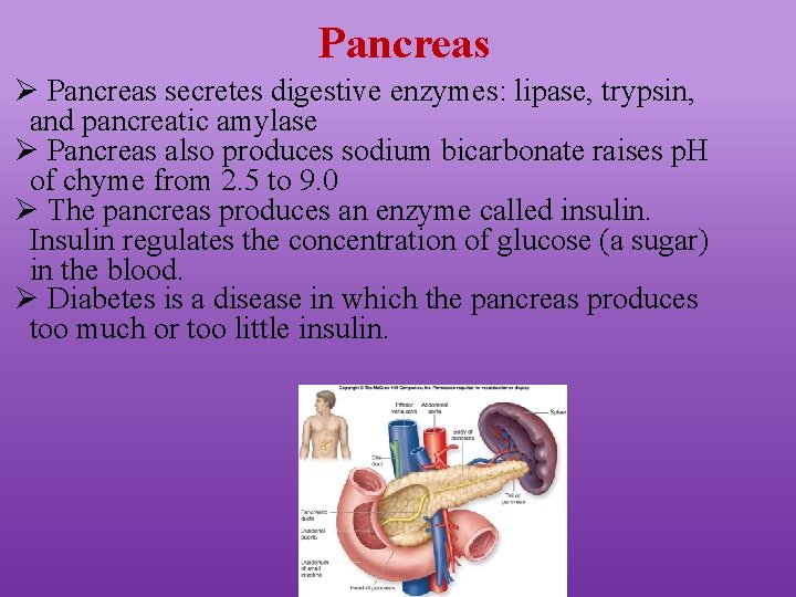 Pancreas Ø Pancreas secretes digestive enzymes: lipase, trypsin, and pancreatic amylase Ø Pancreas also
