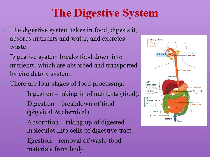 The Digestive System Ø The digestive system takes in food, digests it, absorbs nutrients