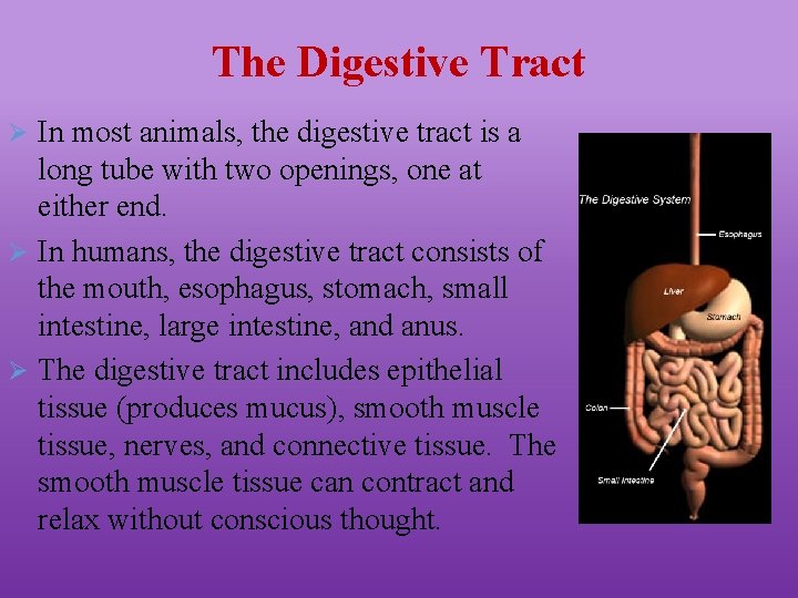 The Digestive Tract Ø In most animals, the digestive tract is a long tube