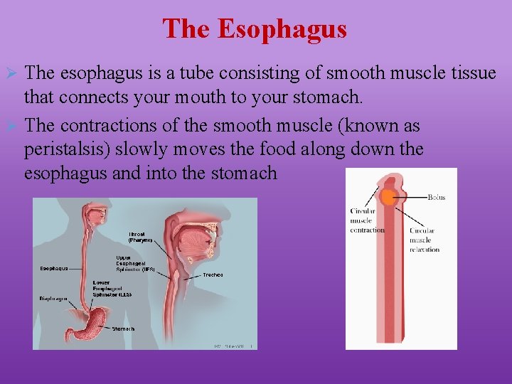 The Esophagus Ø The esophagus is a tube consisting of smooth muscle tissue that