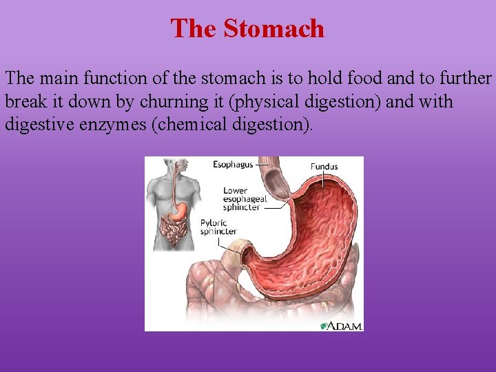 The Stomach The main function of the stomach is to hold food and to