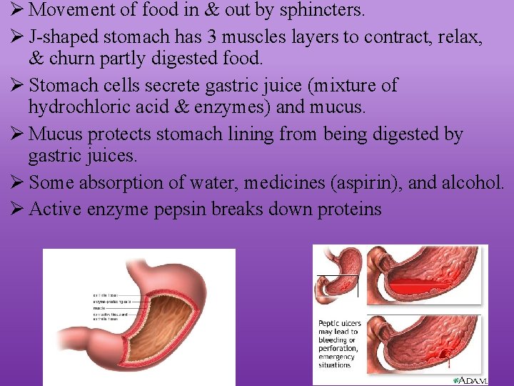 Ø Movement of food in & out by sphincters. Ø J-shaped stomach has 3