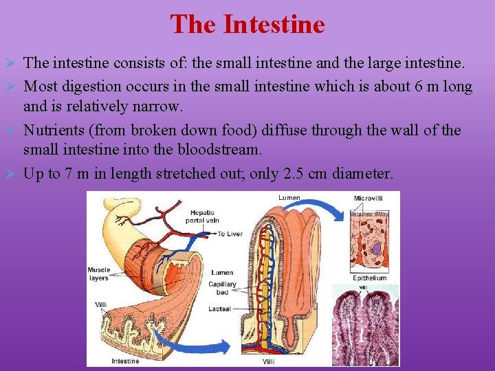 The Intestine Ø The intestine consists of: the small intestine and the large intestine.