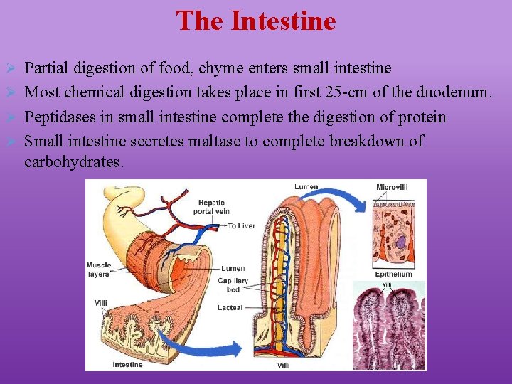 The Intestine Ø Partial digestion of food, chyme enters small intestine Ø Most chemical
