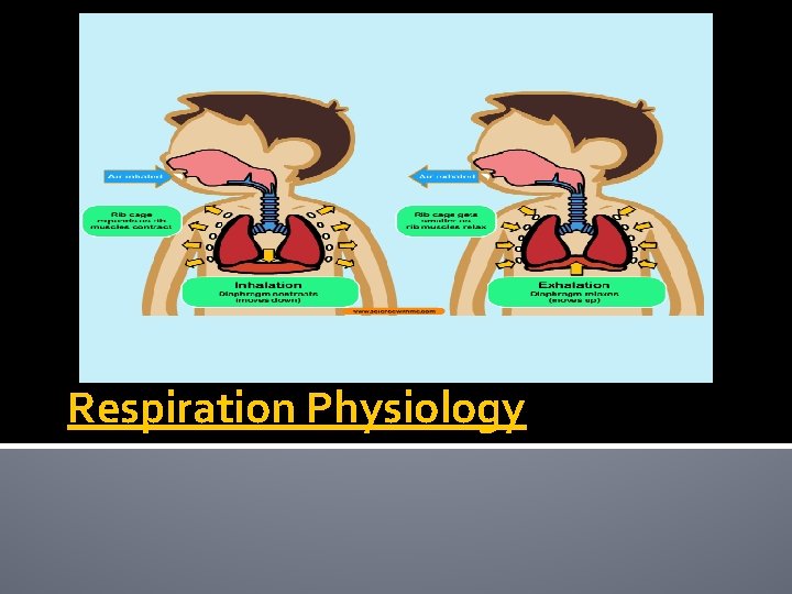 Respiration Physiology 