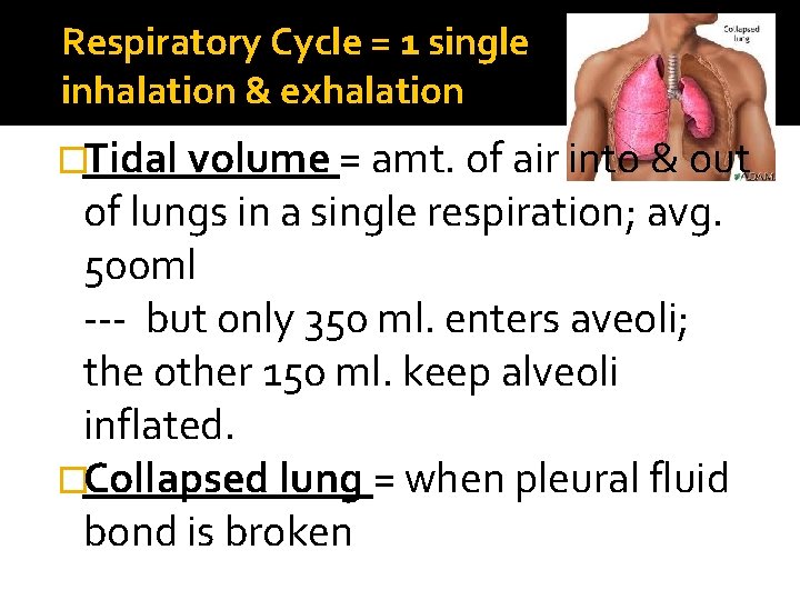 Respiratory Cycle = 1 single inhalation & exhalation �Tidal volume = amt. of air