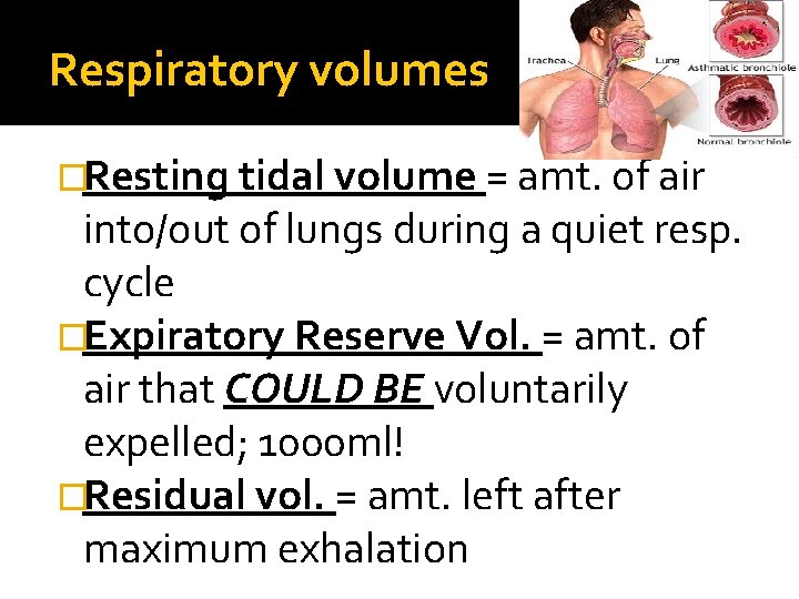 Respiratory volumes �Resting tidal volume = amt. of air into/out of lungs during a