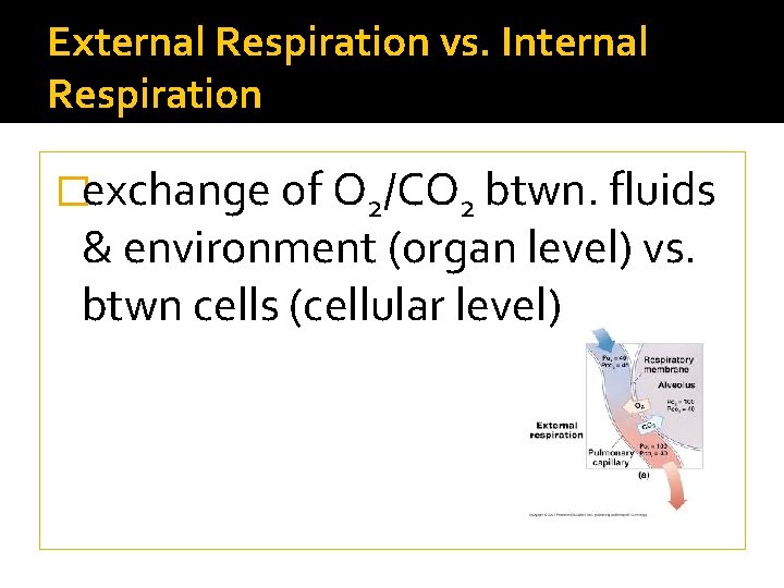 External Respiration vs. Internal Respiration �exchange of O 2/CO 2 btwn. fluids & environment