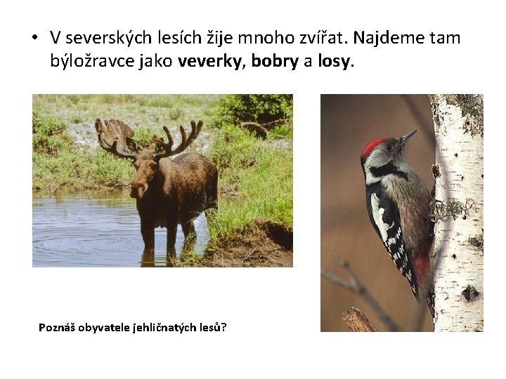  • V severských lesích žije mnoho zvířat. Najdeme tam býložravce jako veverky, bobry