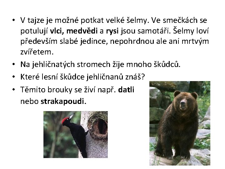  • V tajze je možné potkat velké šelmy. Ve smečkách se potulují vlci,