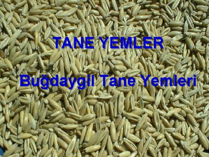 TANE YEMLER Buğdaygil Tane Yemleri 