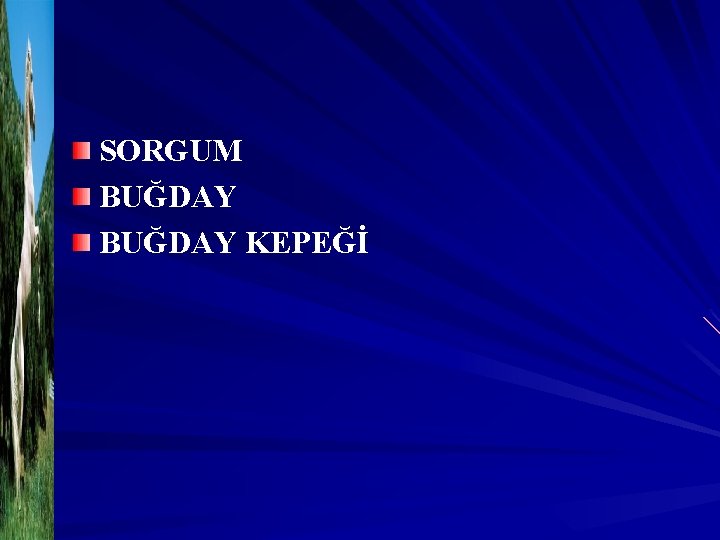 SORGUM BUĞDAY KEPEĞİ 