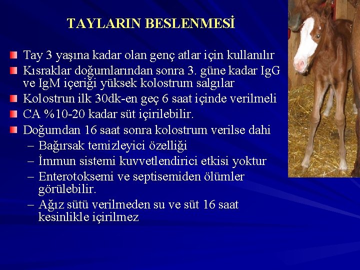 TAYLARIN BESLENMESİ Tay 3 yaşına kadar olan genç atlar için kullanılır Kısraklar doğumlarından sonra