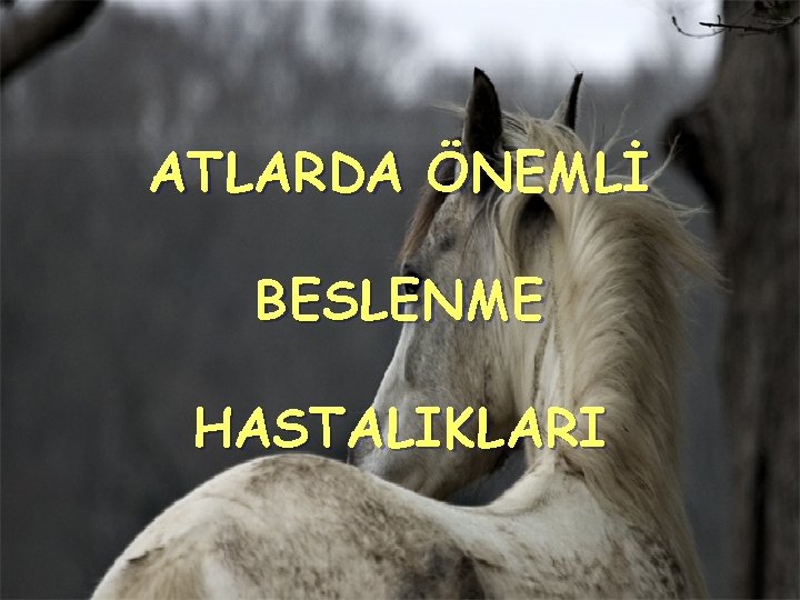 ATLARDA ÖNEMLİ BESLENME HASTALIKLARI 