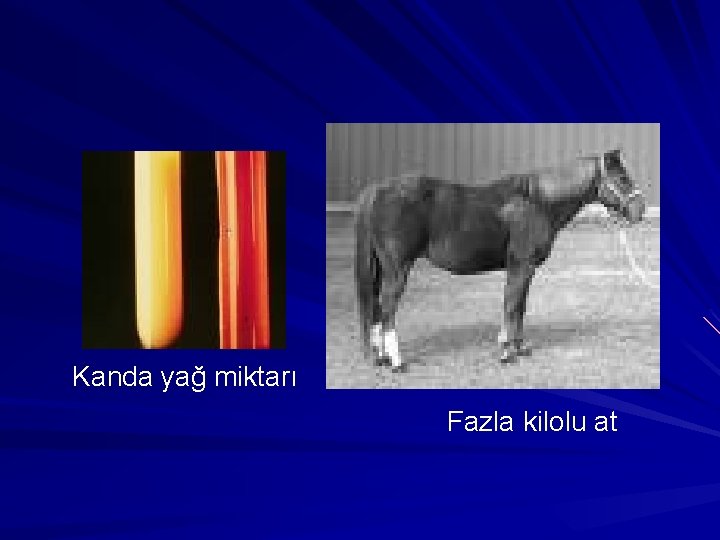 Kanda yağ miktarı Fazla kilolu at 