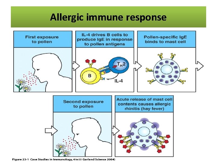 The allergic reaction Allergic immune response 