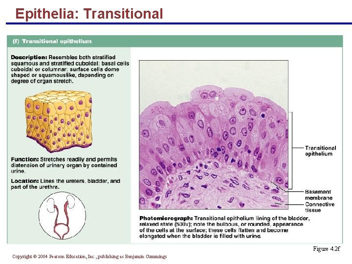 Epithelia: Transitional § Several cell layers, basal cells are cuboidal, surface cells are dome