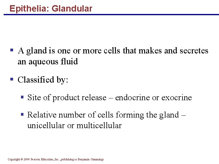 Epithelia: Glandular § A gland is one or more cells that makes and secretes