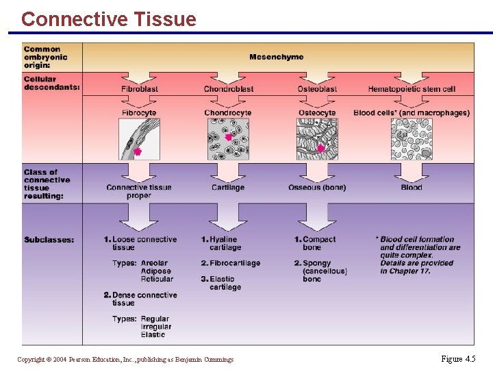 Connective Tissue Copyright © 2004 Pearson Education, Inc. , publishing as Benjamin Cummings Figure