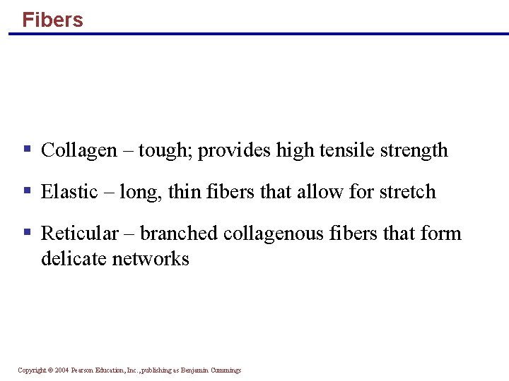 Fibers § Collagen – tough; provides high tensile strength § Elastic – long, thin