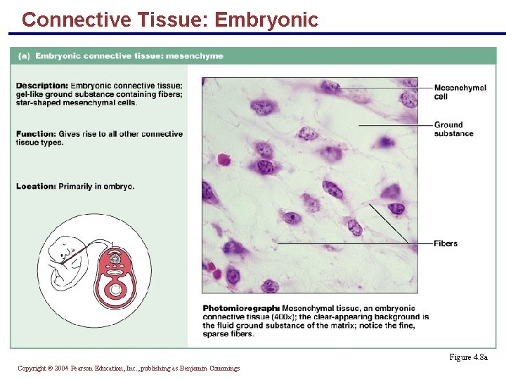 Connective Tissue: Embryonic Figure 4. 8 a Copyright © 2004 Pearson Education, Inc. , Connective Tissue: Embryonic Figure 4. 8 a Copyright © 2004 Pearson Education, Inc. ,