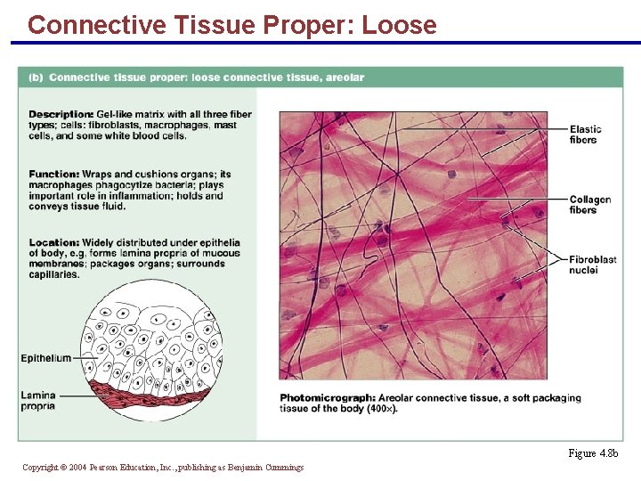 Connective Tissue Proper: Loose Figure 4. 8 b Copyright © 2004 Pearson Education, Inc.