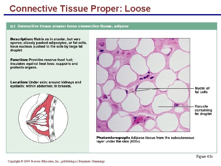 Connective Tissue Proper: Loose Figure 4. 8 c Copyright © 2004 Pearson Education, Inc.