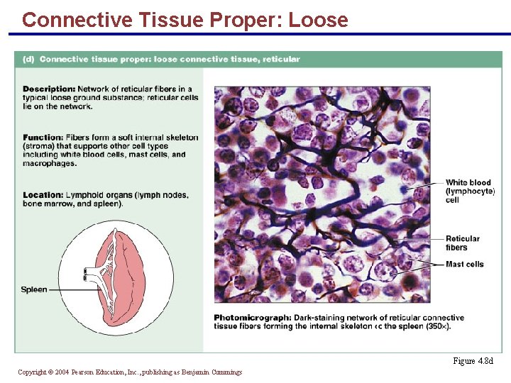 Connective Tissue Proper: Loose Figure 4. 8 d Copyright © 2004 Pearson Education, Inc.