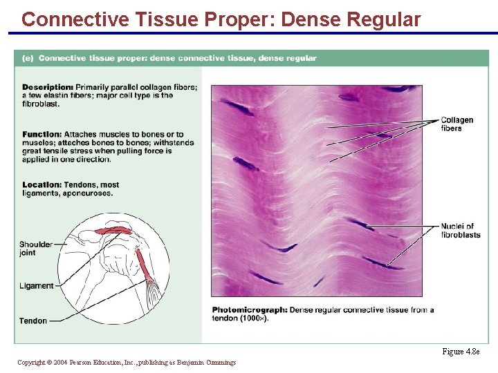 Connective Tissue Proper: Dense Regular Figure 4. 8 e Copyright © 2004 Pearson Education,