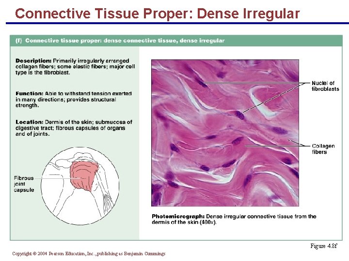 Connective Tissue Proper: Dense Irregular Figure 4. 8 f Copyright © 2004 Pearson Education,