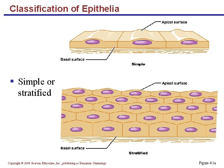 Classification of Epithelia § Simple or stratified Copyright © 2004 Pearson Education, Inc. ,