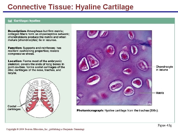 Connective Tissue: Hyaline Cartilage Figure 4. 8 g Copyright © 2004 Pearson Education, Inc. Connective Tissue: Hyaline Cartilage Figure 4. 8 g Copyright © 2004 Pearson Education, Inc.