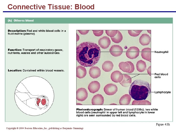 Connective Tissue: Blood Figure 4. 8 k Copyright © 2004 Pearson Education, Inc. ,