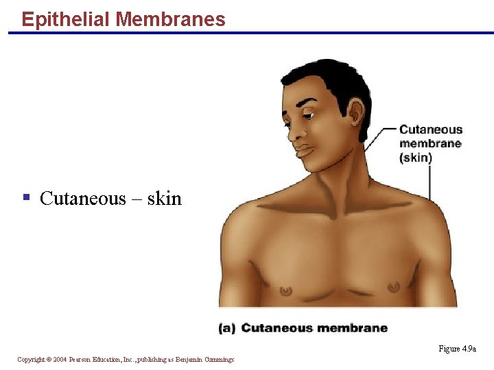 Epithelial Membranes § Cutaneous – skin Figure 4. 9 a Copyright © 2004 Pearson Epithelial Membranes § Cutaneous – skin Figure 4. 9 a Copyright © 2004 Pearson