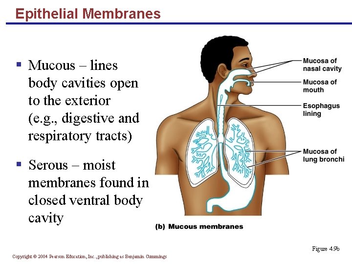 Epithelial Membranes § Mucous – lines body cavities open to the exterior (e. g.