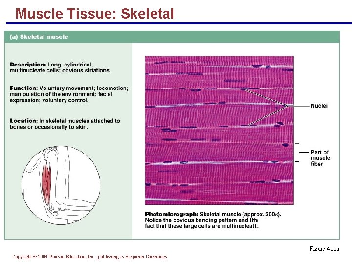 Muscle Tissue: Skeletal § Long, cylindrical, multinucleate cells with obvious striations § Initiates and