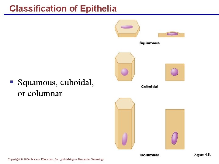 Classification of Epithelia § Squamous, cuboidal, or columnar Figure 4. 1 b Copyright ©