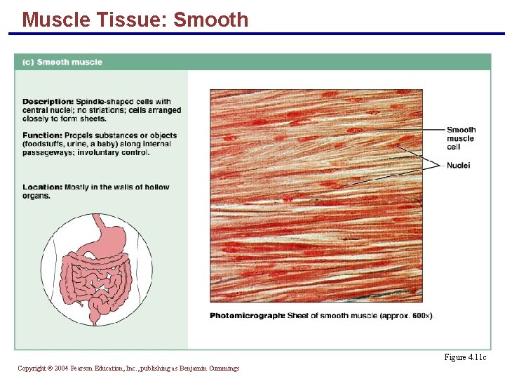 Muscle Tissue: Smooth Figure 4. 11 c Copyright © 2004 Pearson Education, Inc. ,