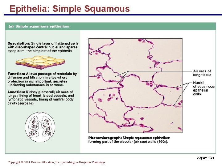 Epithelia: Simple Squamous Figure 4. 2 a Copyright © 2004 Pearson Education, Inc. , Epithelia: Simple Squamous Figure 4. 2 a Copyright © 2004 Pearson Education, Inc. ,