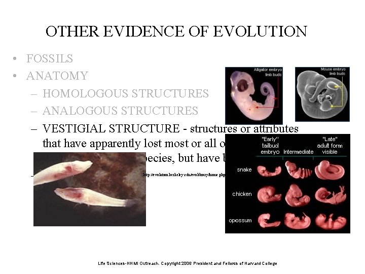OTHER EVIDENCE OF EVOLUTION • FOSSILS • ANATOMY – HOMOLOGOUS STRUCTURES – ANALOGOUS STRUCTURES