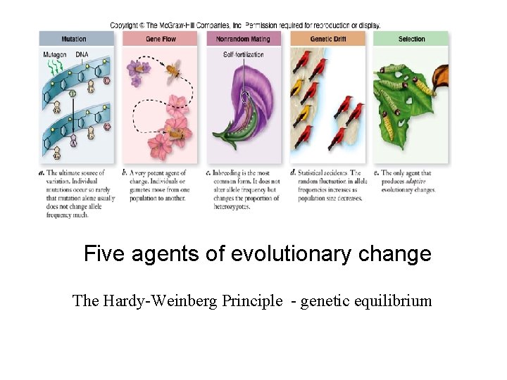 Five agents of evolutionary change The Hardy-Weinberg Principle - genetic equilibrium 