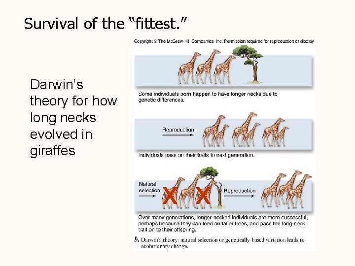 Survival of the “fittest. ” Darwin’s theory for how long necks evolved in giraffes