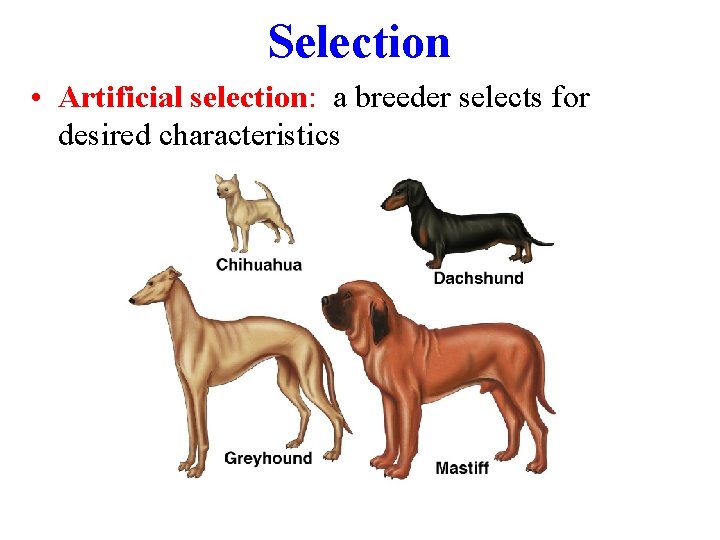 Selection • Artificial selection: a breeder selects for desired characteristics 