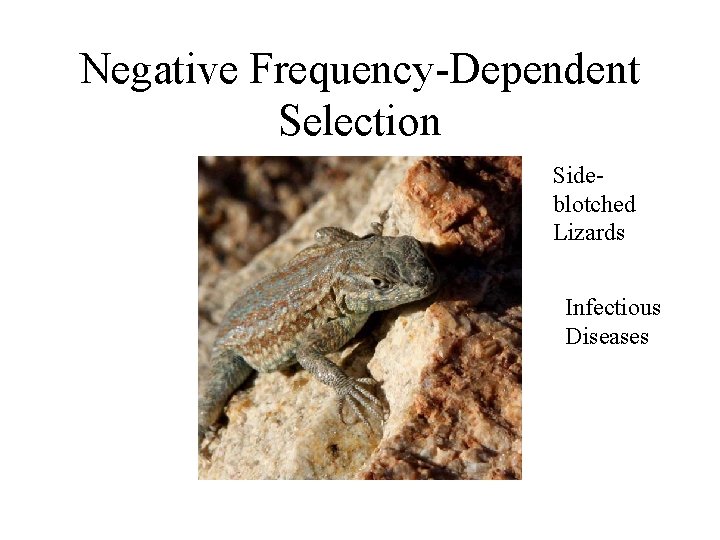 Negative Frequency-Dependent Selection Sideblotched Lizards Infectious Diseases 