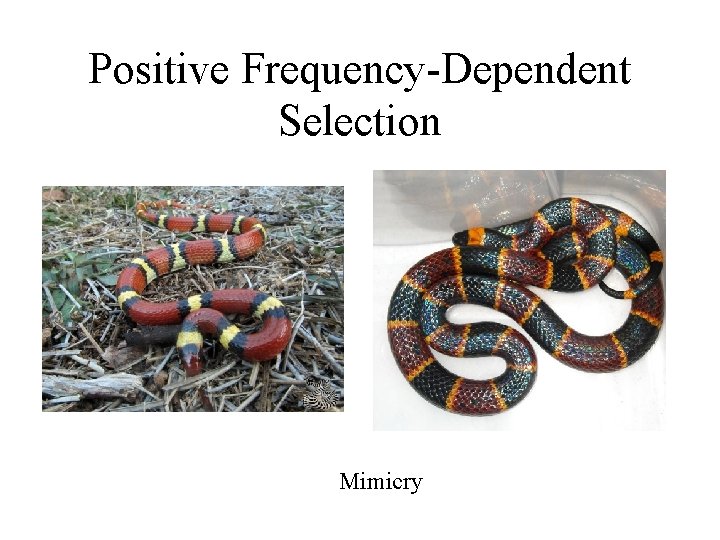 Positive Frequency-Dependent Selection Mimicry 